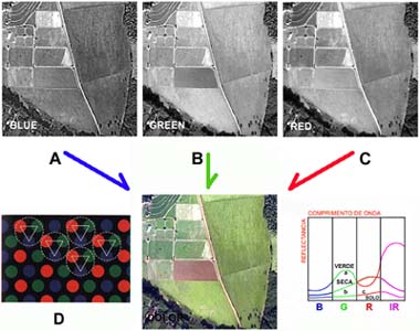 Site disponibiliza dezenas de imagens de vegetação para inserir em